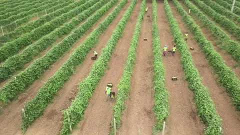 PASSION FRUIT HARVEST Stock Footage 322018375