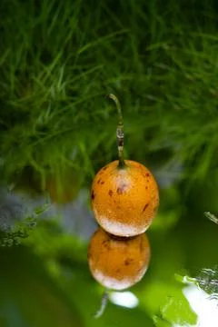 Passion fruit lies on grass reflection in mirrow Stock Photos