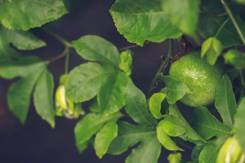 Passion fruit | Passiflora edulis Stock-Fotos