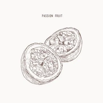 Passion fruit, passion slice. Vector hand drawn illustration Stock Illustration