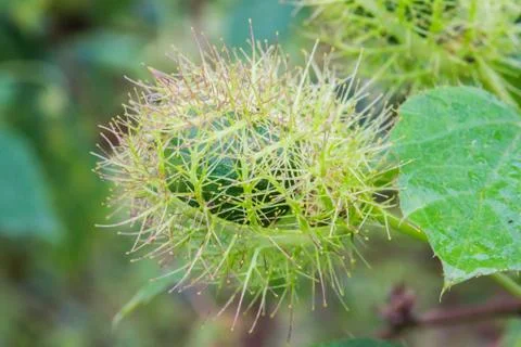 Passion fruit Stock Photos