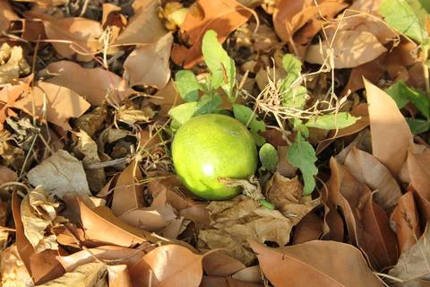 Passion fruit Stock Photos