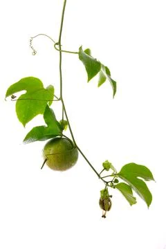 Passion fruit Stock Photos