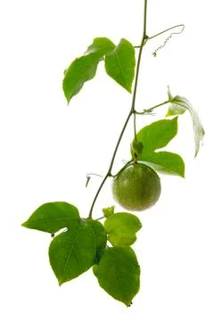 Passion fruit Stock Photos
