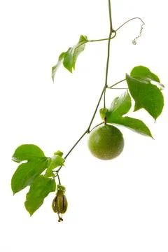 Passion fruit Foto stock