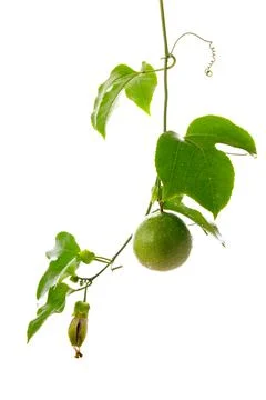 Passion fruit Stock Photos