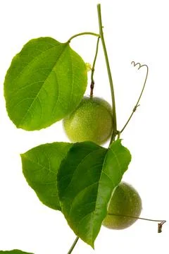 Passion fruit Stock Photos