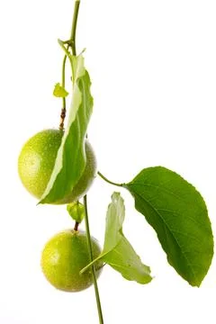 Passion fruit Stock Photos