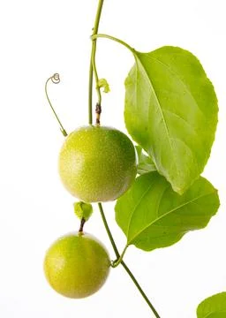 Passion fruit Stock Photos