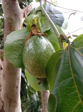 Passion fruit Stock Photos