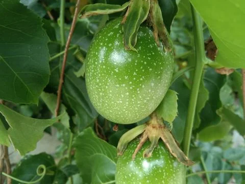 Passion fruit Stock Photos