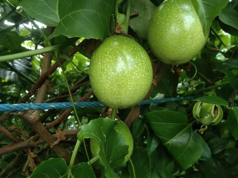 Passion fruit Stock Photos