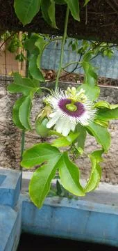 Passion Fruit Stock Photos