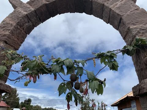 Passion fruit Foto stock