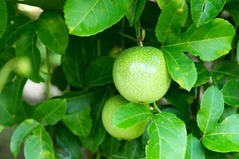 Passion fruit plant Stock Photos
