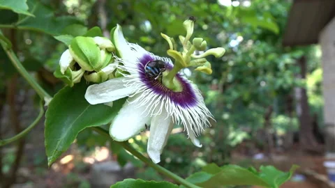 Passion fruit pollination done by honey bees - Blue banded bee Video stock 280261921