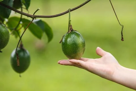 Passion fruit quality control by hand in farm Stock Photos