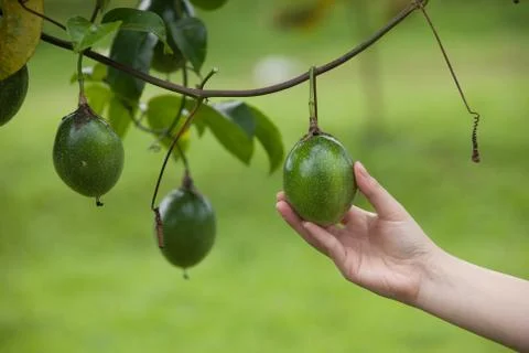 Passion fruit quality control by hand in farm Stock Photos