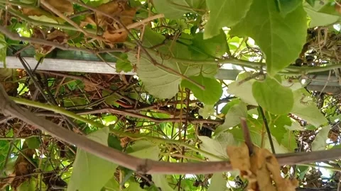Passion fruit is ready to refresh your day. 動画素材 337378966