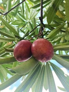 Passion fruit is ripe on the tree. Stock Photos