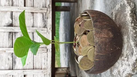 Passion fruit seeding Stock Photos
