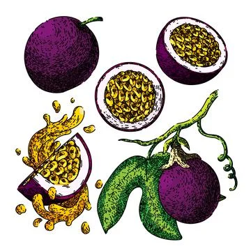 Passion fruit set sketch hand drawn vector Stock Illustration