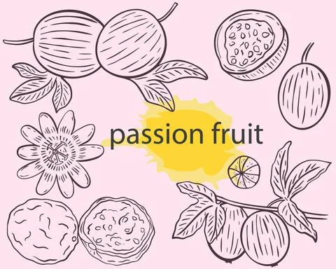 Passion fruit sketch set, vector illustration. イラスト素材