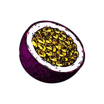 Passion fruit slice sketch hand drawn vector Stock Illustration