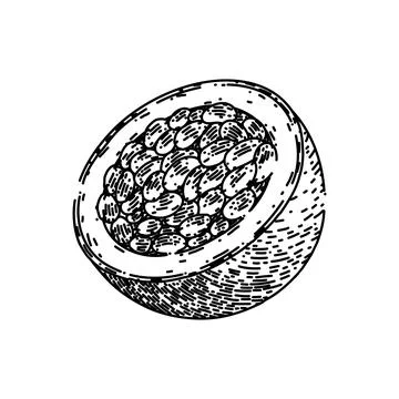 Passion fruit slice sketch hand drawn vector Stock Illustration