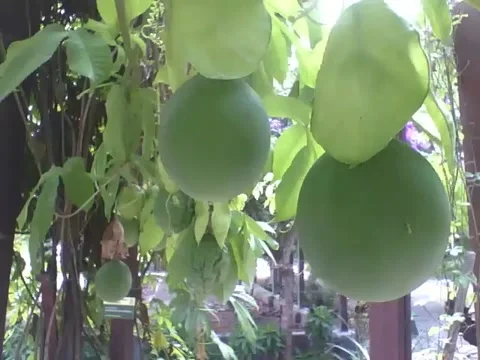 Passion fruit tree in the botanical garden, the fruits are still green Stock Footage 162679594