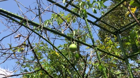 Passion fruit tree Stock Footage 240410694