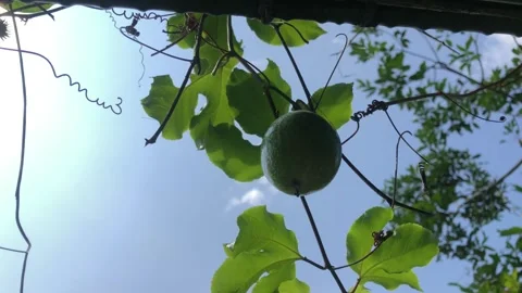 Passion fruit tree Stock Footage 240410698