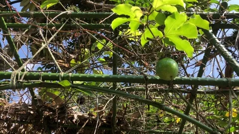 Passion fruit tree Stock Footage 240410700