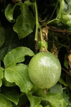 Passion fruit on tree in the garden Stock Photos