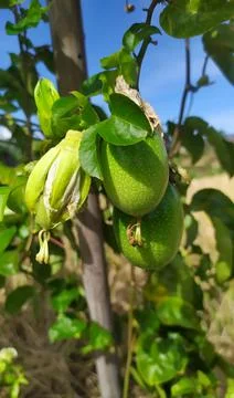 Passion fruit tree or passiflora ligularis Stock Photos