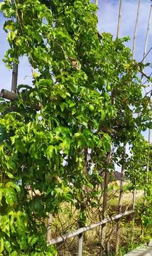 Passion fruit tree or passiflora ligularis Stock Photos