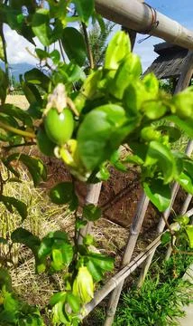Passion fruit tree or passiflora ligularis Stock Photos
