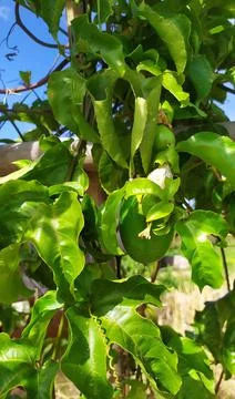 Passion fruit tree or passiflora ligularis Stock Photos