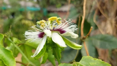 The passion fruit trembles in the wind Stock-Footage 266953745
