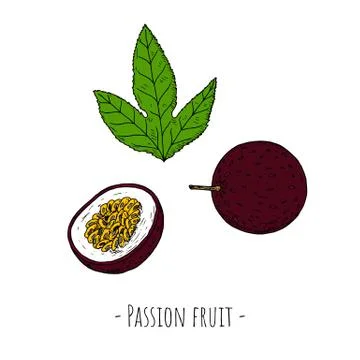 Passion fruit. Vector cartoon illustrations. Isolated objects. Stock Illustration