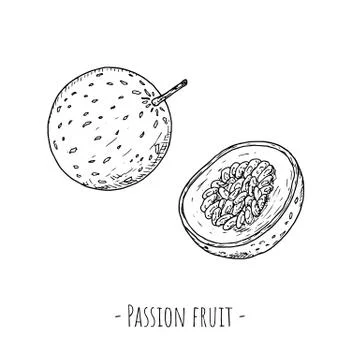 Passion fruit. Vector cartoon illustrations. Isolated objects on white. Stock Illustration