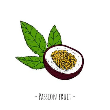 Passion fruit. Vector cartoon illustrations. Isolated objects on white. Stock Illustration
