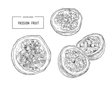 Passion fruit vector illustration Stock Illustration