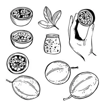 Passion fruit. Vector  illustration Stock Illustration