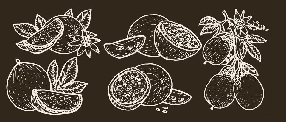Passion fruit vector illustration white outline on dark background Stock Illustration
