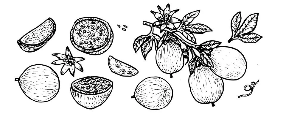 Passion fruit vector sketch set. Sliced maracuja pieces, tropical nature ou.. Stock Illustration