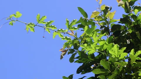 Passion fruit vine grows straight, looking for a nearby support to climb. Stock Footage 279580983