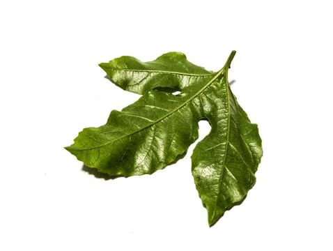 Passion leaf Stock-Fotos