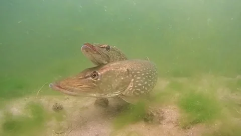 Passionate pikes Stock Footage 147199977