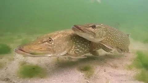 Passionate pikes Stock Footage 147201593